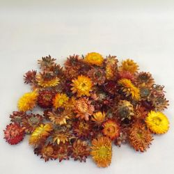 Helychrisum Flores Secas Cabezas