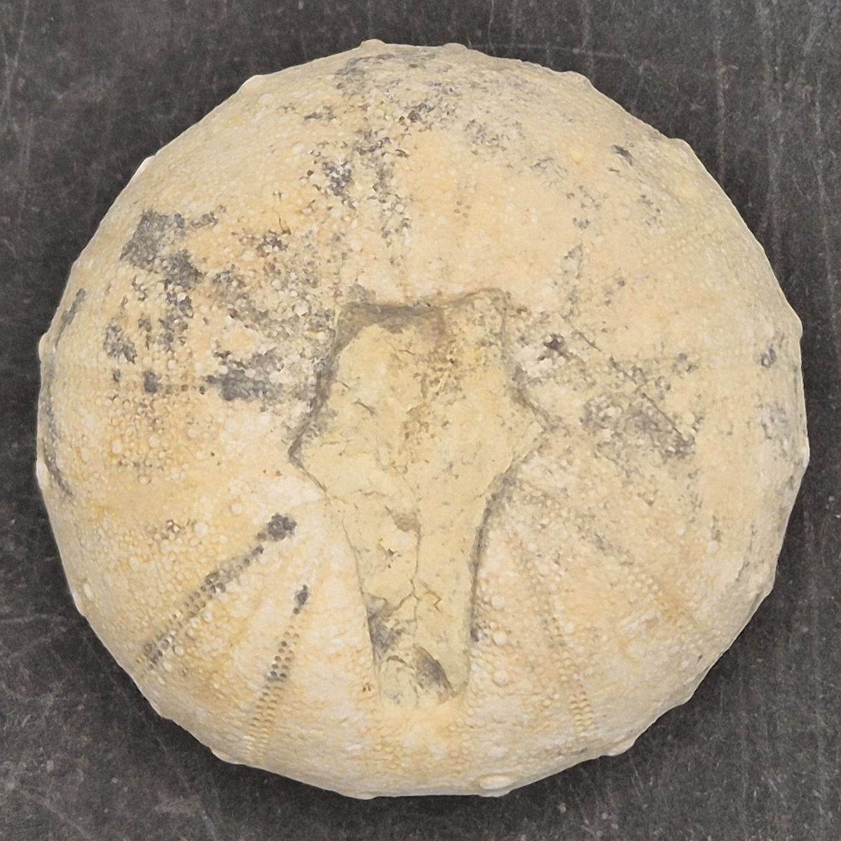 Heterodiadema lybicum