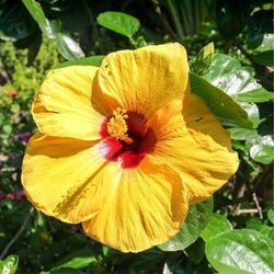 HIBISCUS ROSA SINENSIS AMARILLO