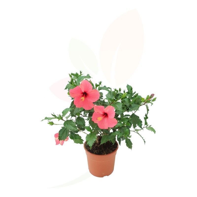 HIBISCUS ROSA SINENSIS ROJO