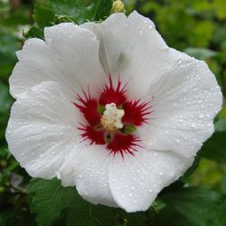 Hibiscus Syriacus Althea