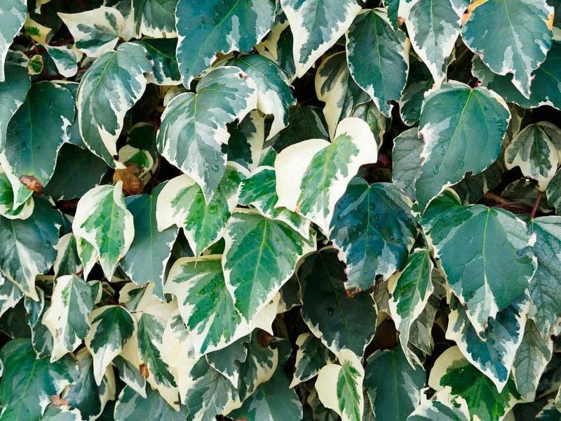 Hiedra canaria variegada, Hedera Canariensis Gloire de Marengo.