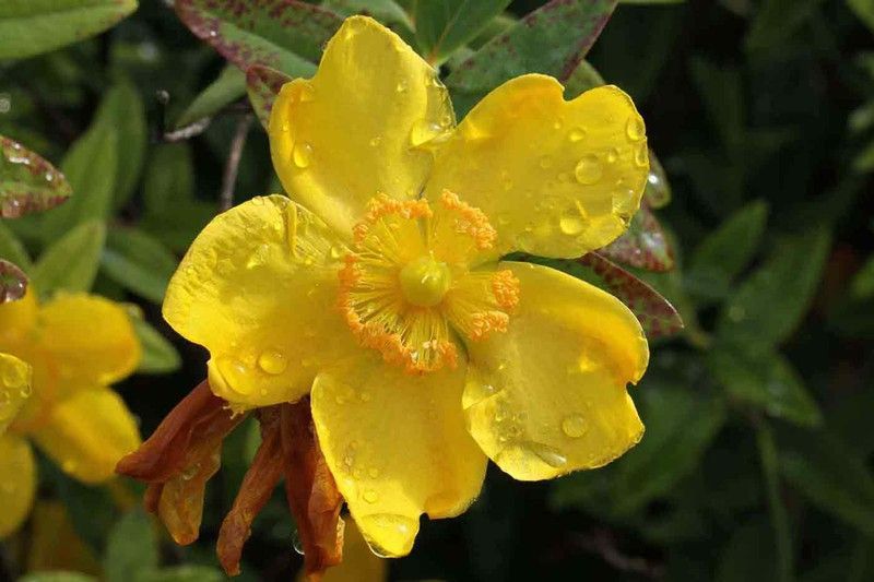 Hierba de san juan, hiperico rastrero, Hypericum calycinum