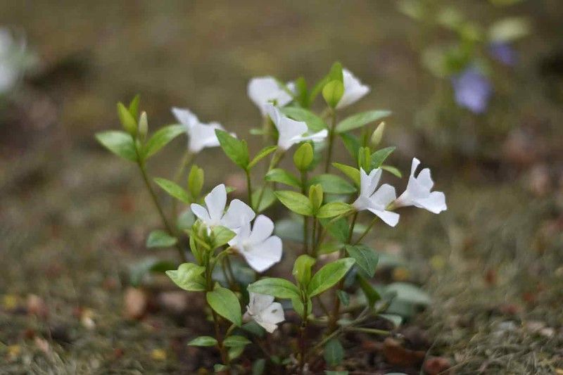 Hierba doncella, Vinca minor Alba