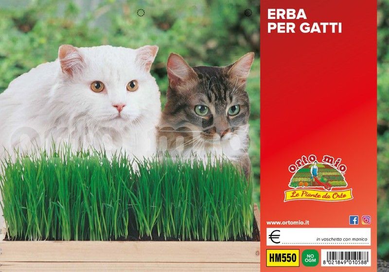 Hierba Gatos Mezcla De Festucas