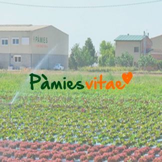 Hierba mora (S0719) Semilla Pamies Vitae