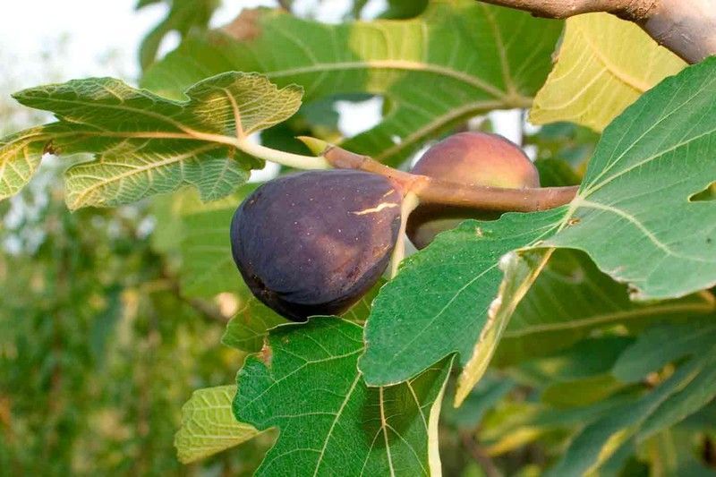 Higuera Colar o Albacor, higuera negra breva