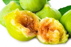 Higuera cuello dama blanca o gota de miel