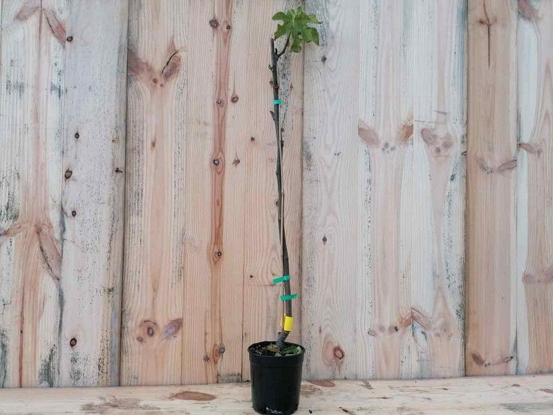 Higuera "Cuello dama negra" o "Coll dame negro"