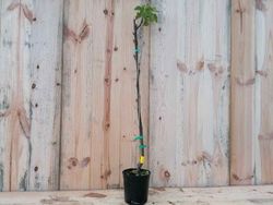 Higuera "Cuello dama negra" o "Coll dame negro"