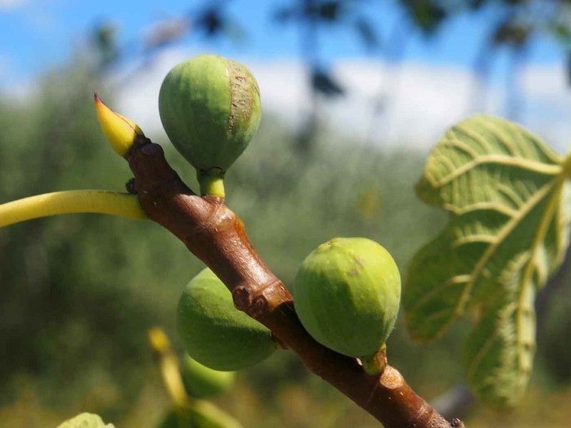 Higuera Dalmatie, higuera bífera verde