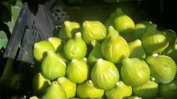 Higuera Flor Blanca  CT.42  ITALIA