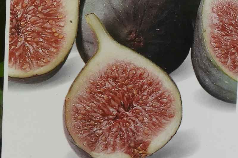 Higuera Napolitana. Breva o higuera negra