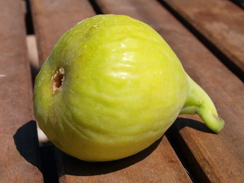 Higuera Portogallo C-26 ITALIA