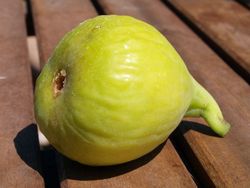 Higuera Portogallo C-26 ITALIA