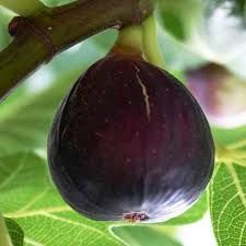 Higuera Turca C-26 ITALIA