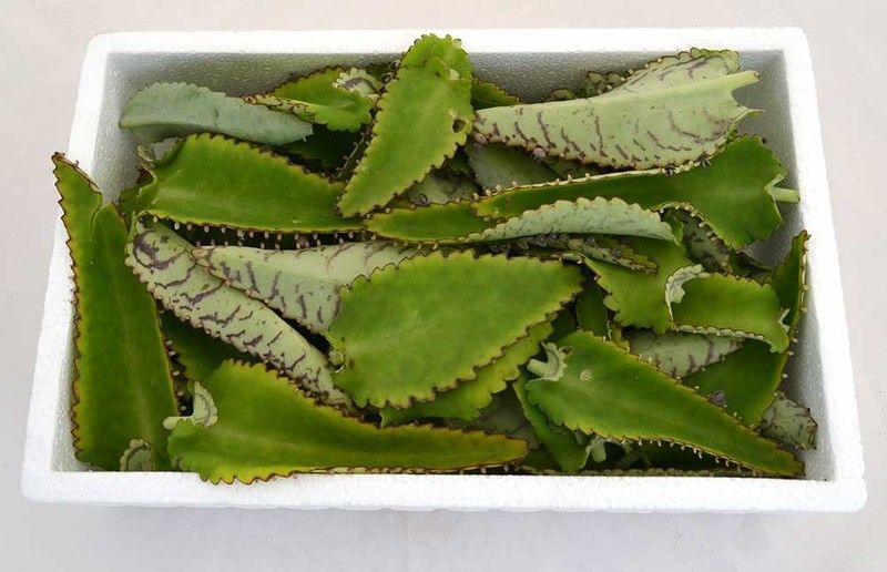 Hoja Fresca de Kalanchoe Daigremontiana bandeja de 450gr 🌿 Pamies Vitae