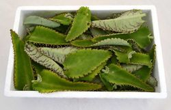 Hoja Fresca de Kalanchoe Daigremontiana bandeja de 450gr 🌿 Pamies Vitae