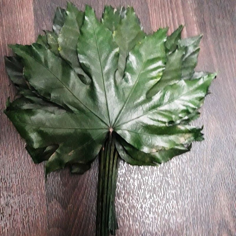 Hojas Aralia Preservada