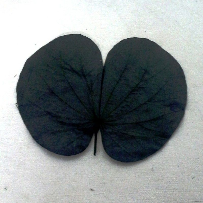 Hojas de Bughunia Preservada