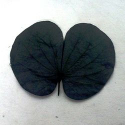 Hojas de Bughunia Preservada