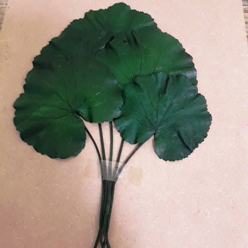 Hojas de Galax Preservadas