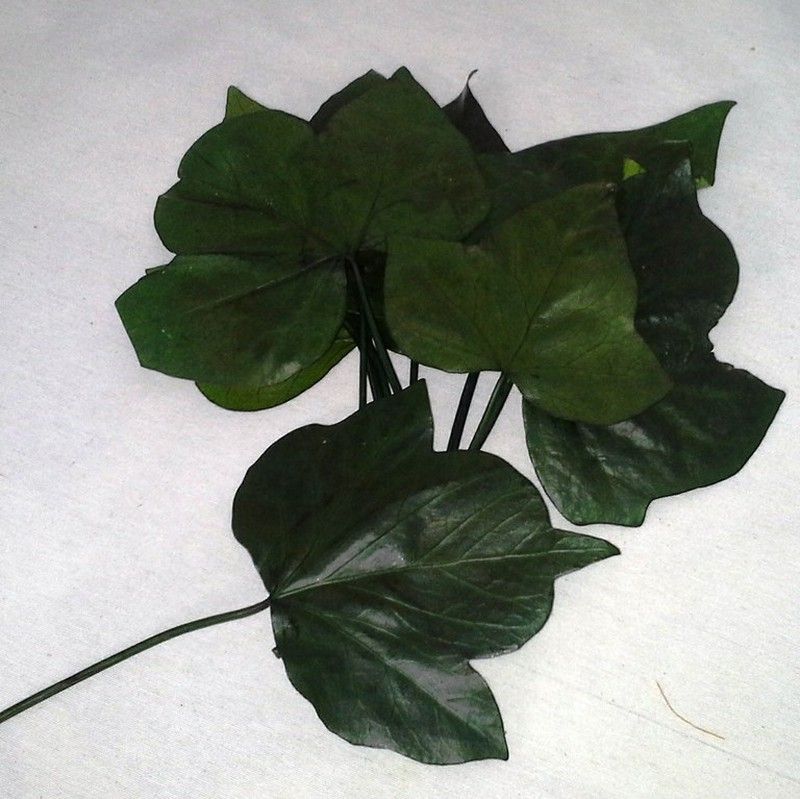 Hojas Hiedra Preservada 10 unidades