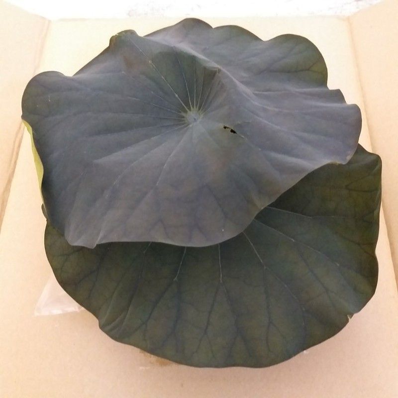 Hojas Loto Preservadas