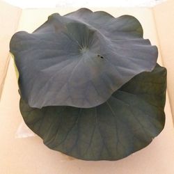 Hojas Loto Preservadas