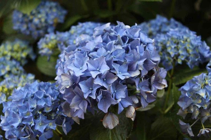 Hortensia Adria, flores azules, Hydrangea macrophylla