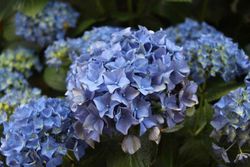 Hortensia Adria, flores azules, Hydrangea macrophylla