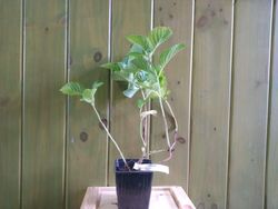 Hortensia azul, Hydrangea macrophylla "Nikko blue"