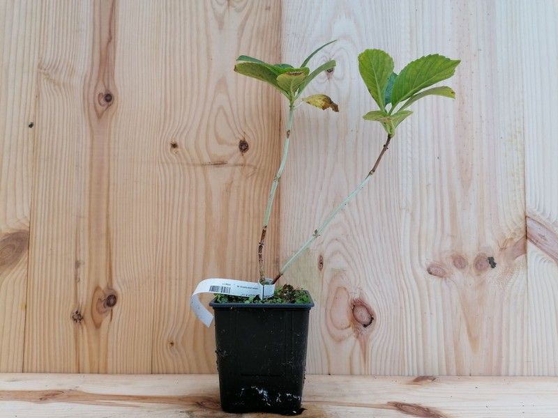 Hortensia bicolor, Hydrangea macrophylla "Candy"