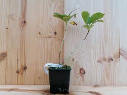 Hortensia bicolor, Hydrangea macrophylla "Candy"
