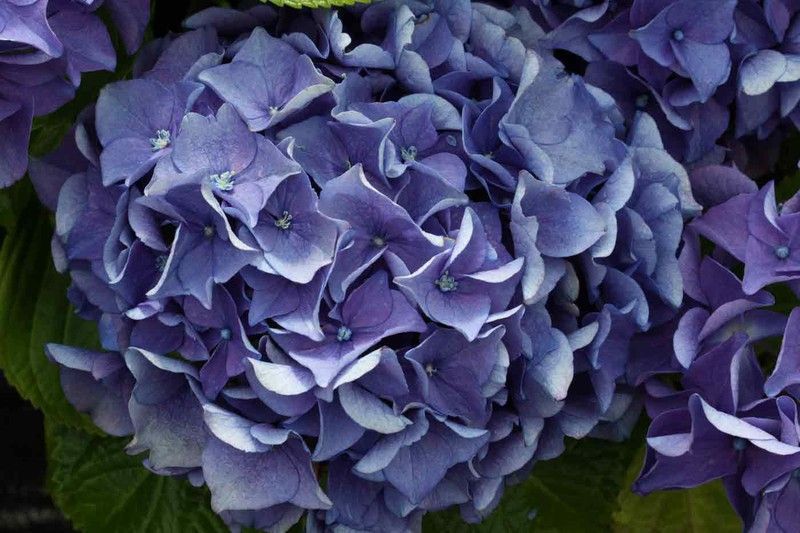 Hortensia de color azul, Hydrangea macrophylla