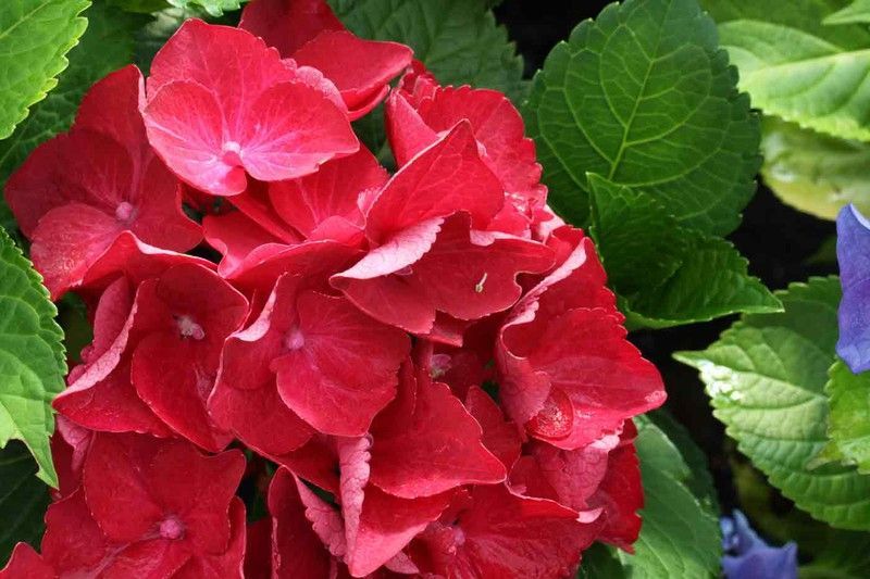 Hortensia de flor roja, Hydrangea macrophylla