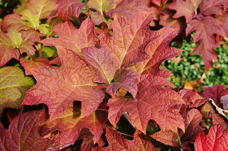 Hortensia de hoja de roble, Hydrangea quercifolia Black Porch