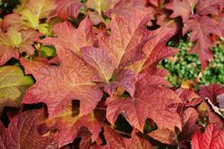 Hortensia de hoja de roble, Hydrangea quercifolia Black Porch