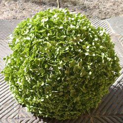 Hortensia Gigante seca