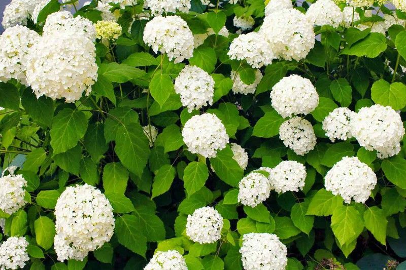 Hortensia, Hydrangea arborescens "Annabelle"