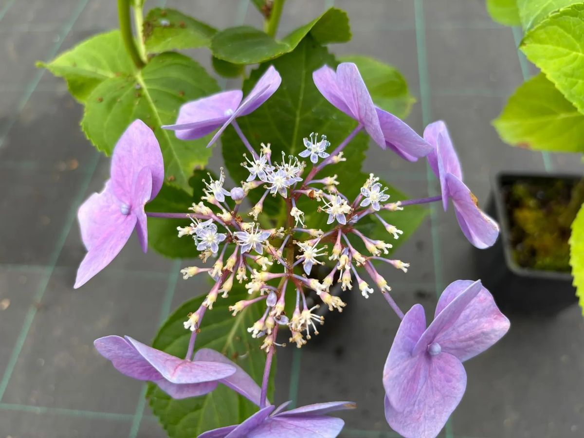 Hortensia, Hydrangea macrophylla "Blue Maid"