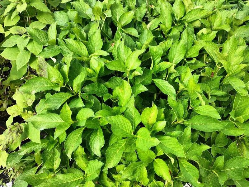 Hortensia, Hydrangea macrophylla "Jogasaki"