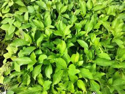 Hortensia, Hydrangea macrophylla "Jogasaki"