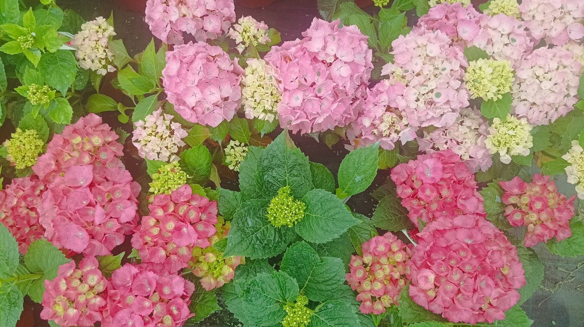 Hortensia, Hydrangea macrophylla Rosa