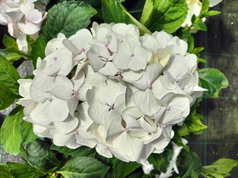 Hortensia, Hydrangea macrophylla 'Soeur therese'
