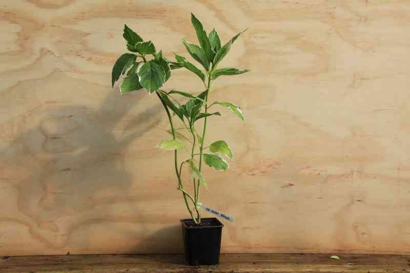 Hortensia, Hydrangea macrophylla "Tricolor'"