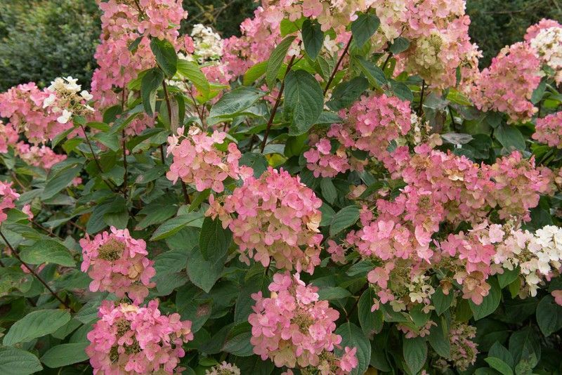 Hortensia, Hydrangea paniculata 'Pink diamond'