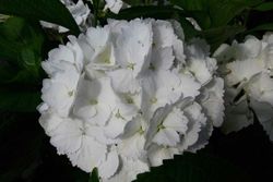 Hortensia 'Madame E. Moulliere', Hydrangea macrophylla