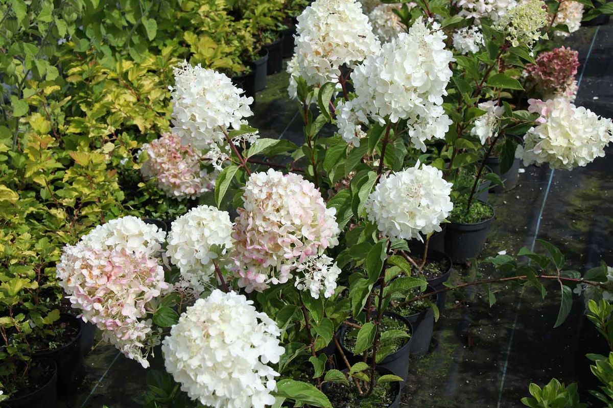 Hortensia paniculata blanca, Hydrangea paniculata "Silver dollar"