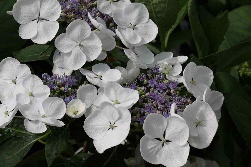 Hortensia Teller Snow, Hydrangea macrophylla